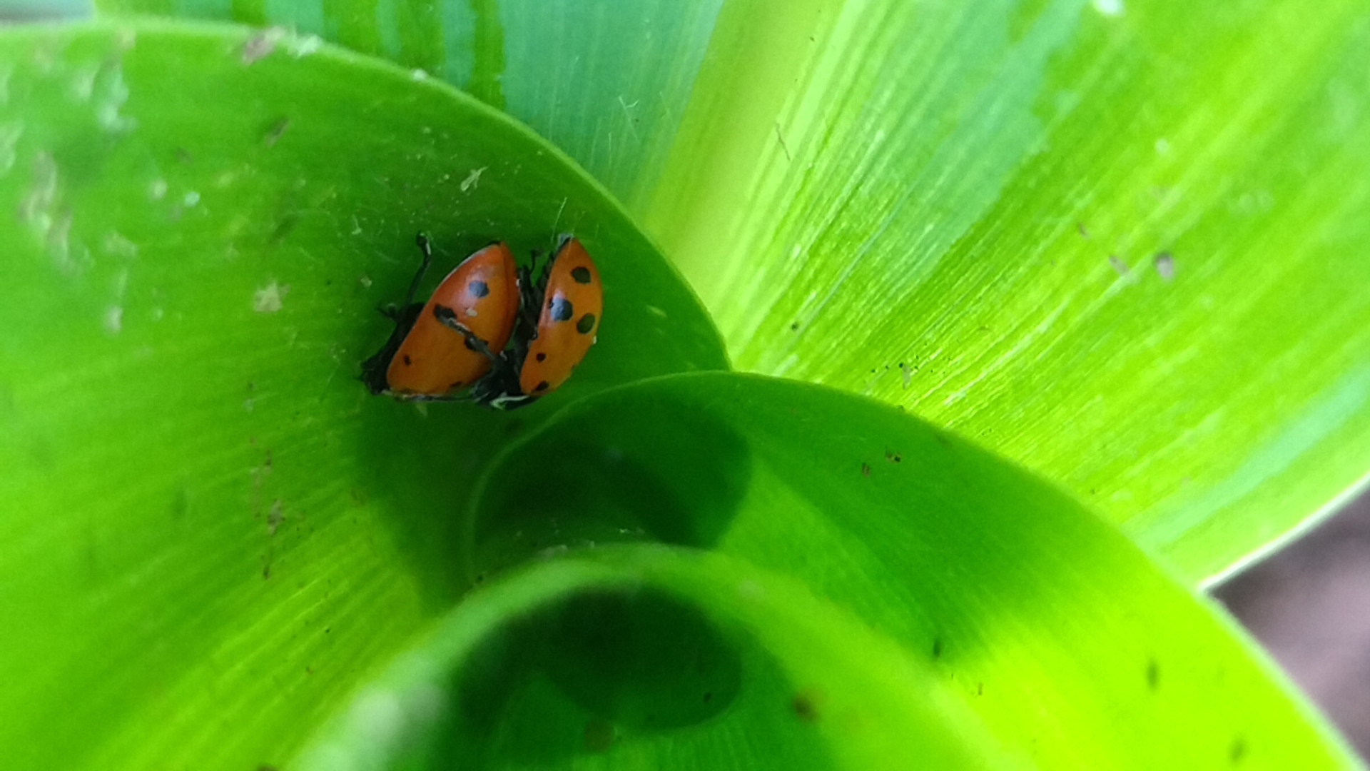 Couple of Hippodamia convergens on a leaf